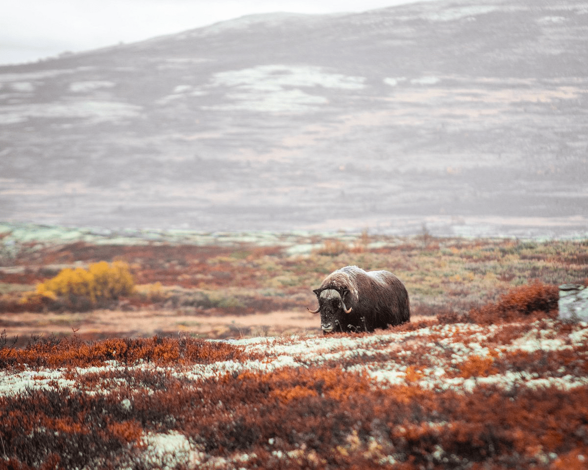 Research Course on Open, Reproducible and Transparent Science in Ecology